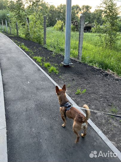 Передержка собак