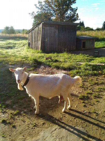 Дом 50 м² на участке 50 сот.