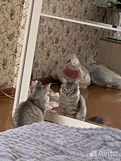 Котенок в добрые руки, мальчик.очень ласковый