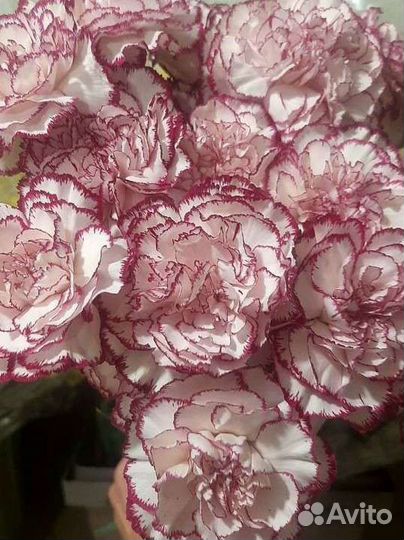 Гвоздики цветы