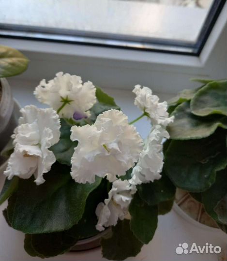 Фиалка в горшках