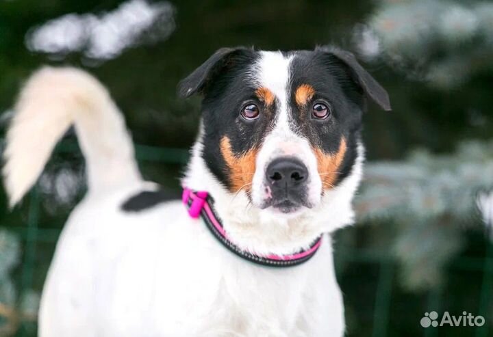 Молодой активный Бадди в добрые руки