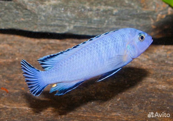 Цихлида Псевдотрофеус Пиндани или Соколофи (Chind