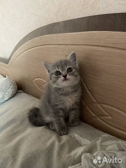 Котенок девочка бесплатно