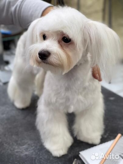 Грумер (стрижка собак малых и средних пород)