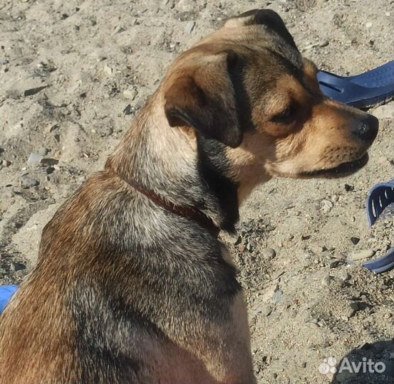 Собака в добрые руки отдам бесплатно