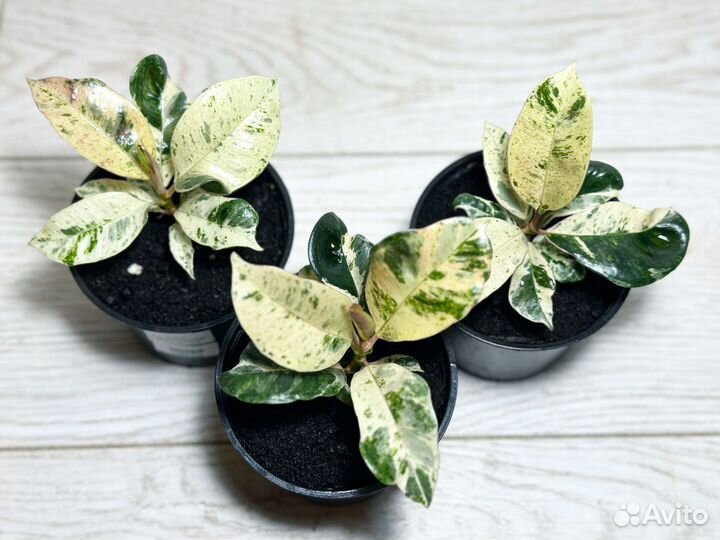 Фикус каучуконостный Шривериана