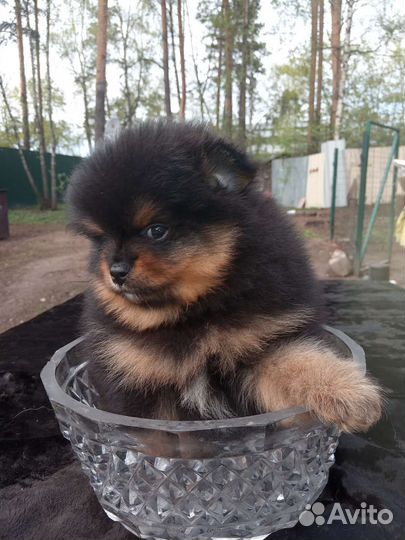 Черно подпалый мальчик