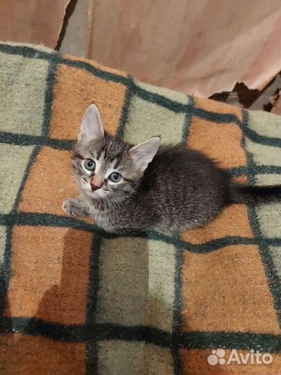 Бронь до 28.05 Кошка в дар