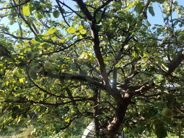 Дом 40 м² на участке 3,1 сот.