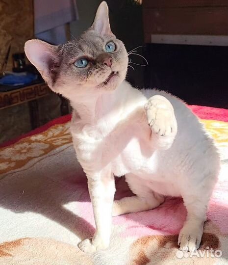 Девон-рекс вязка