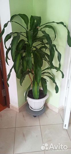 Пальма юкка