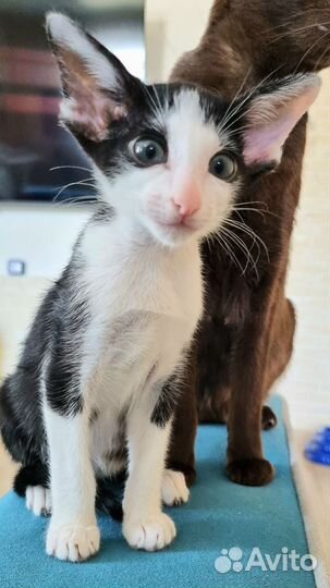 Ориентальный мальчишка