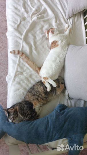 Кошка домашняя спокойная стерелизованная