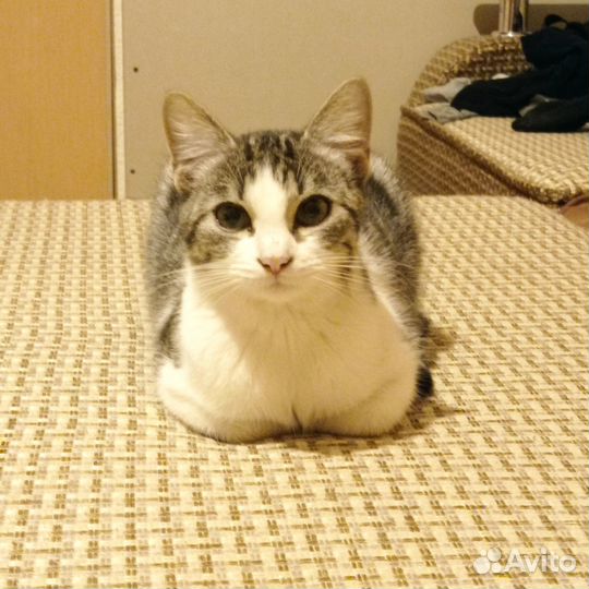 Отдам котов в добрые руки