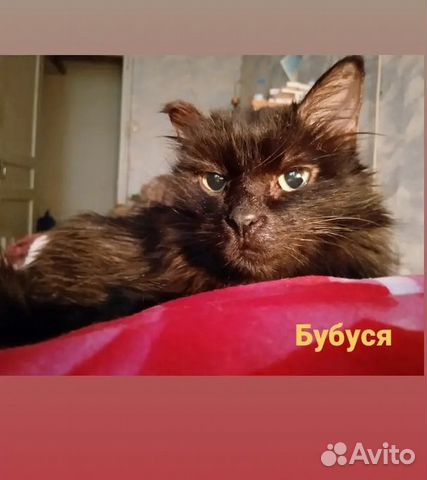 Бубуся -Самая благодарная в мире, удочерена мной