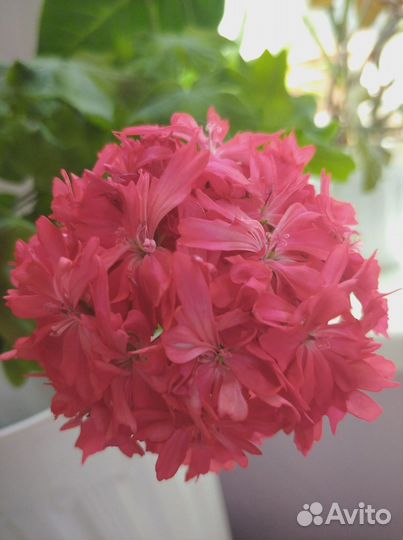 Герань пеларгония разная цветет