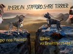 Собаки щенки американский стаффордширский терьер
