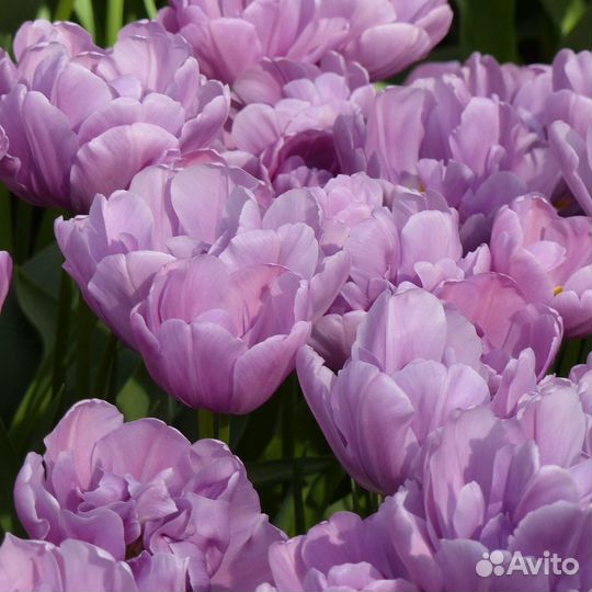 Луковицы тюльпанов