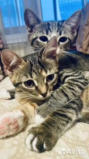 Отдам котят в добрые руки