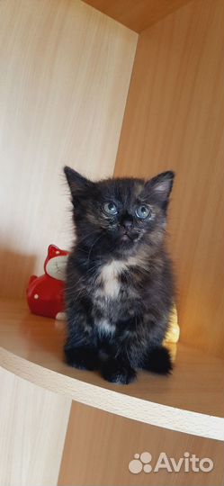 Черный котенок