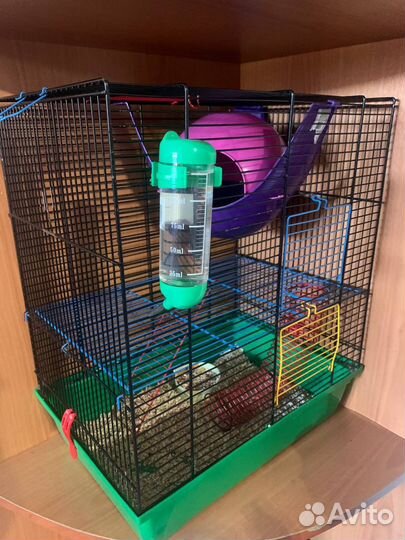 Крысы дамбо