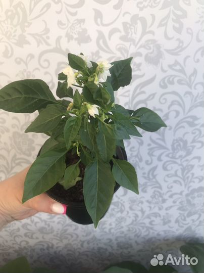 Рассада перца Медуза