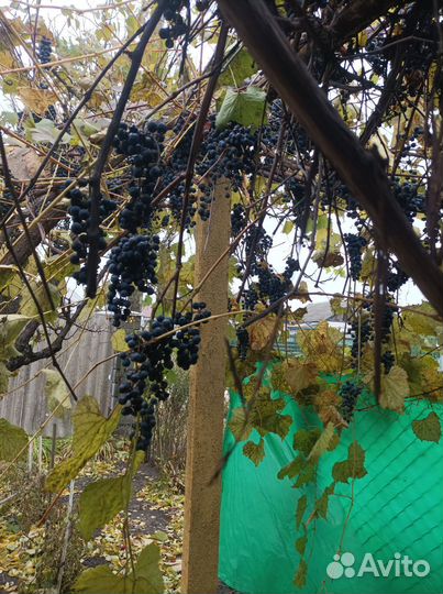 Отдам виноград бесплатно, самовывоз, очень много