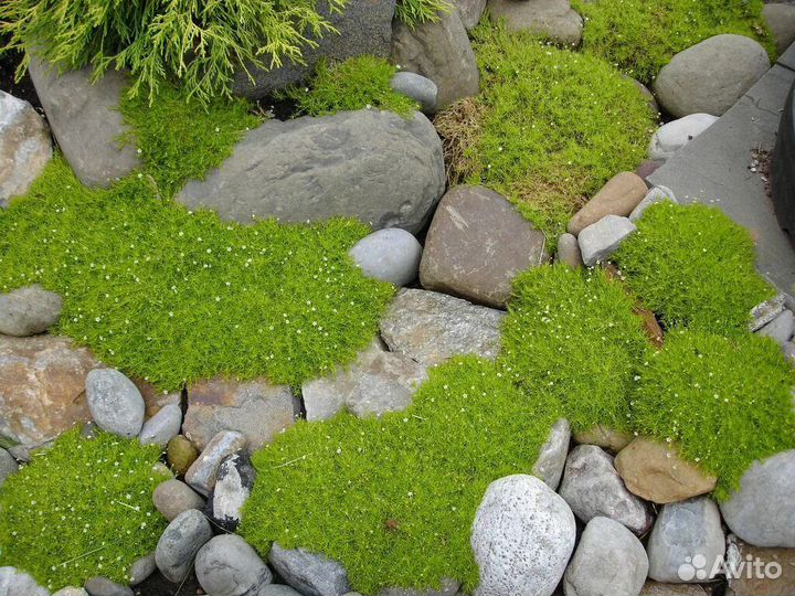 Почвопокровные растения