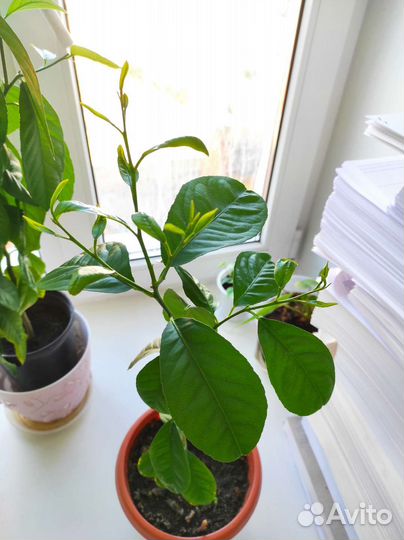 Лимонное дерево