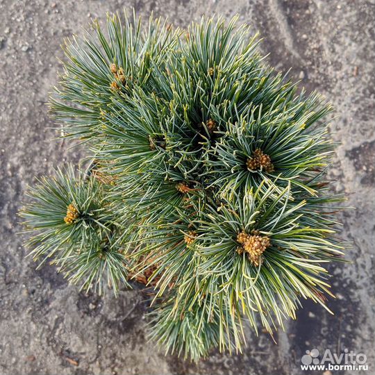 Сосна кедровая европейская Глаука