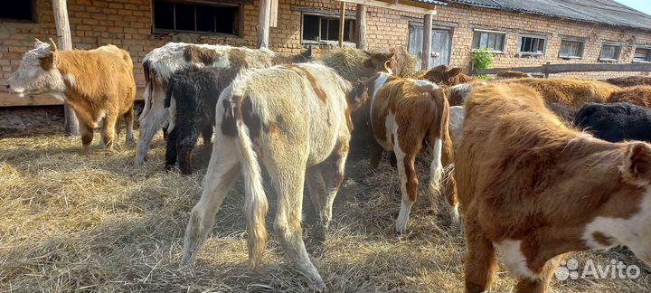 Бычки на доращивание