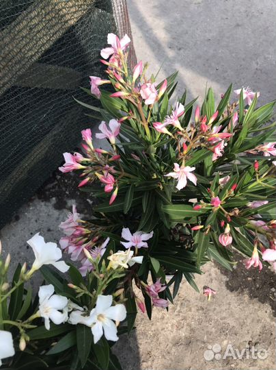 Нериум Олеандер