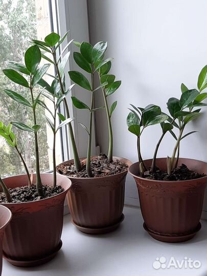 Замиокулькас