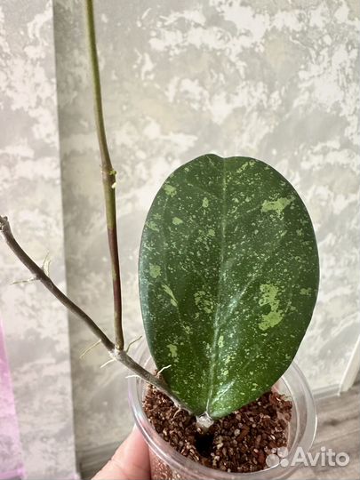 Хойя мишель