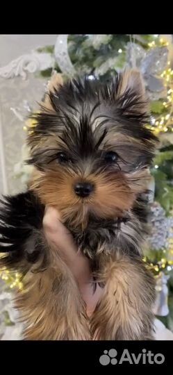 Йоркширский терьер