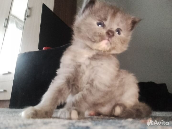 Котята мейн-кун