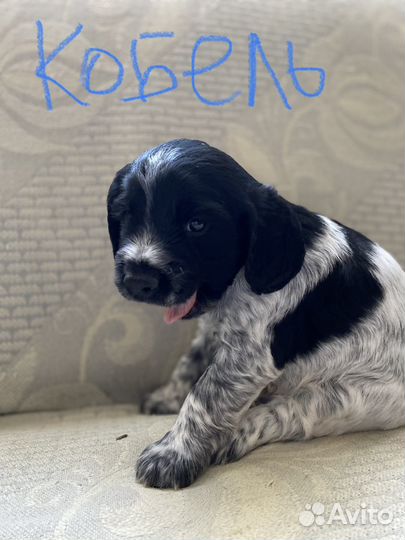 Русский спаниель