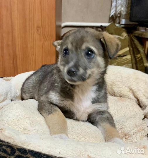 Щенок девочка 2 месяца в добрые руки