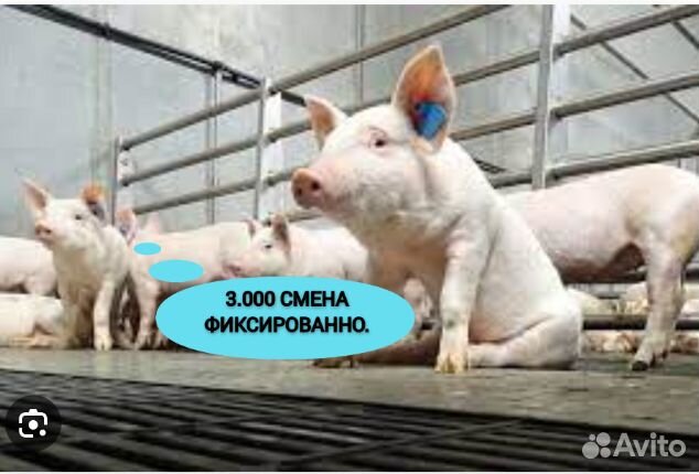 Разнорабочий с проживанием и питанием на вахту