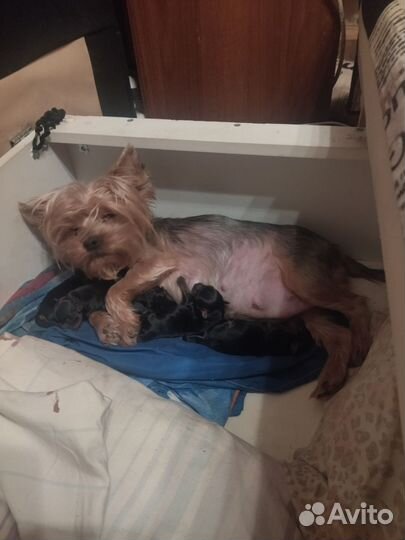 Йоркширский терьер