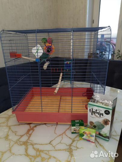 Попугай неразлучник с клеткой