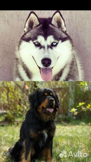 Кобель для вязки