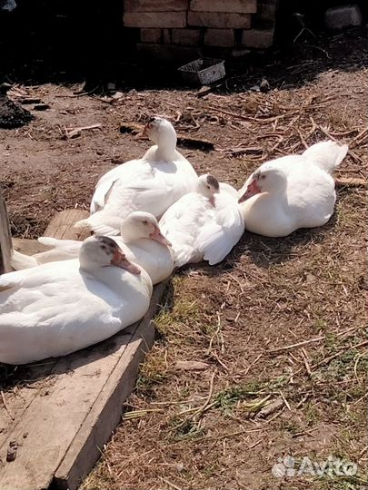 Селезень индоутки