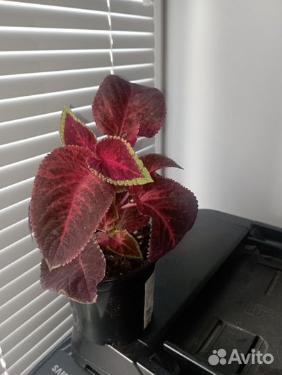 Колеусы сортовые