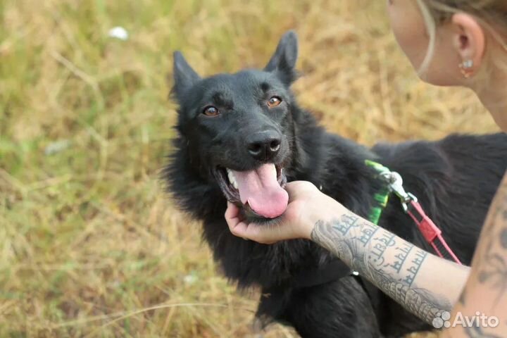 Метис овчарки в добрые руки