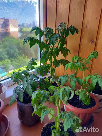 Рассада домашних помидор для подоконника