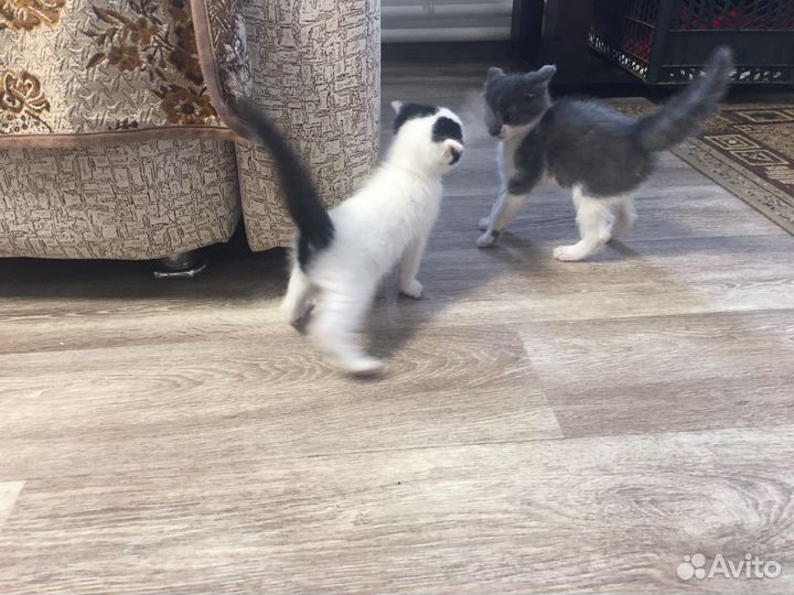 Шотландские котята в добрые руки бесплатно