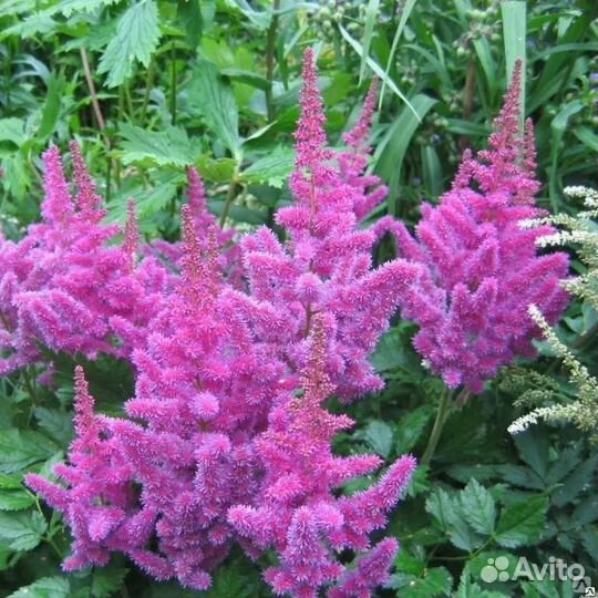 Астьльба, саженцы разных цветений