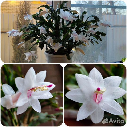 Шлюмбергера (декабрист)